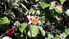 Dione vanillae maculosa