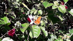 Dione vanillae maculosa