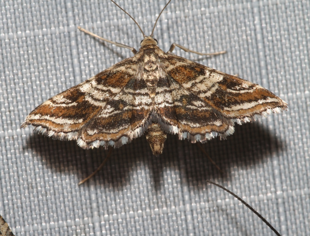 Contiger vittatalis