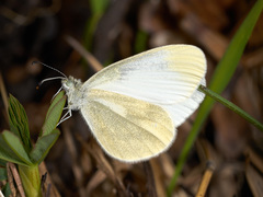 Leptidea
