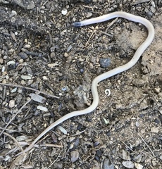 Tantilla hobartsmithi