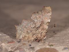 Polygonia c-album