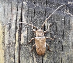 Lochmaeocles cornuticeps