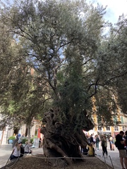Olea europaea
