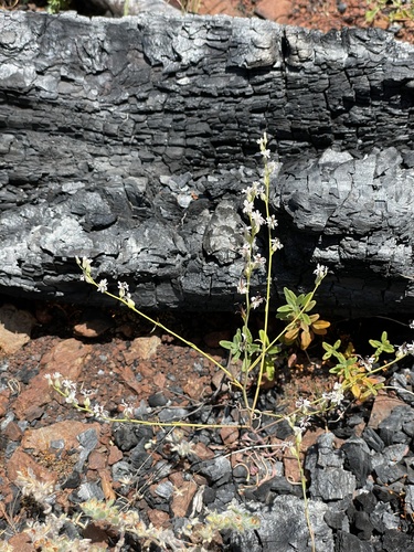 bearded jewelflower (Streptanthus barbiger)