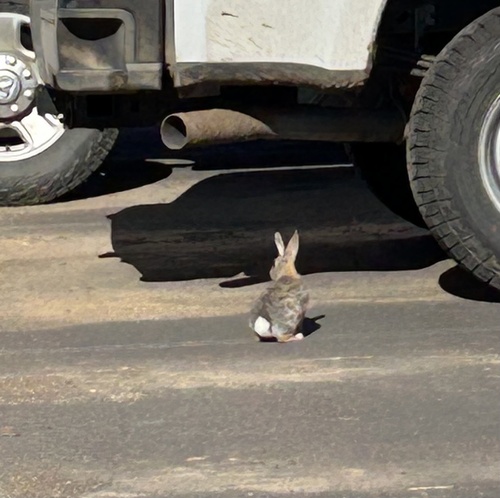 Mountain Cottontail photographed in Oregon