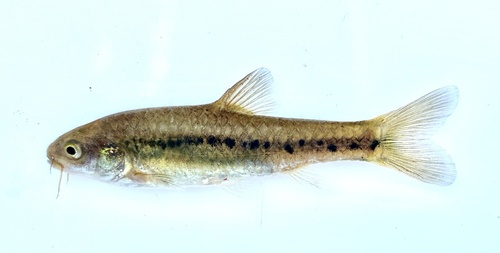 Pellegrin's barb (Enteromius pellegrini) — Cyprinidae — 3
