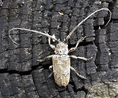 Lochmaeocles cornuticeps