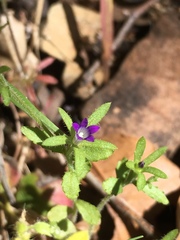 Githopsis diffusa diffusa