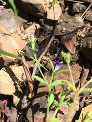 Githopsis diffusa diffusa