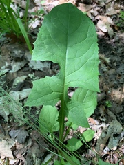 Lactuca floridana