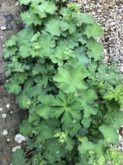 Alchemilla mollis