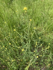 Sisymbrium officinale