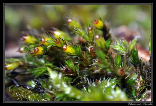 Schistidium apocarpum