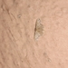 Idaea violacea