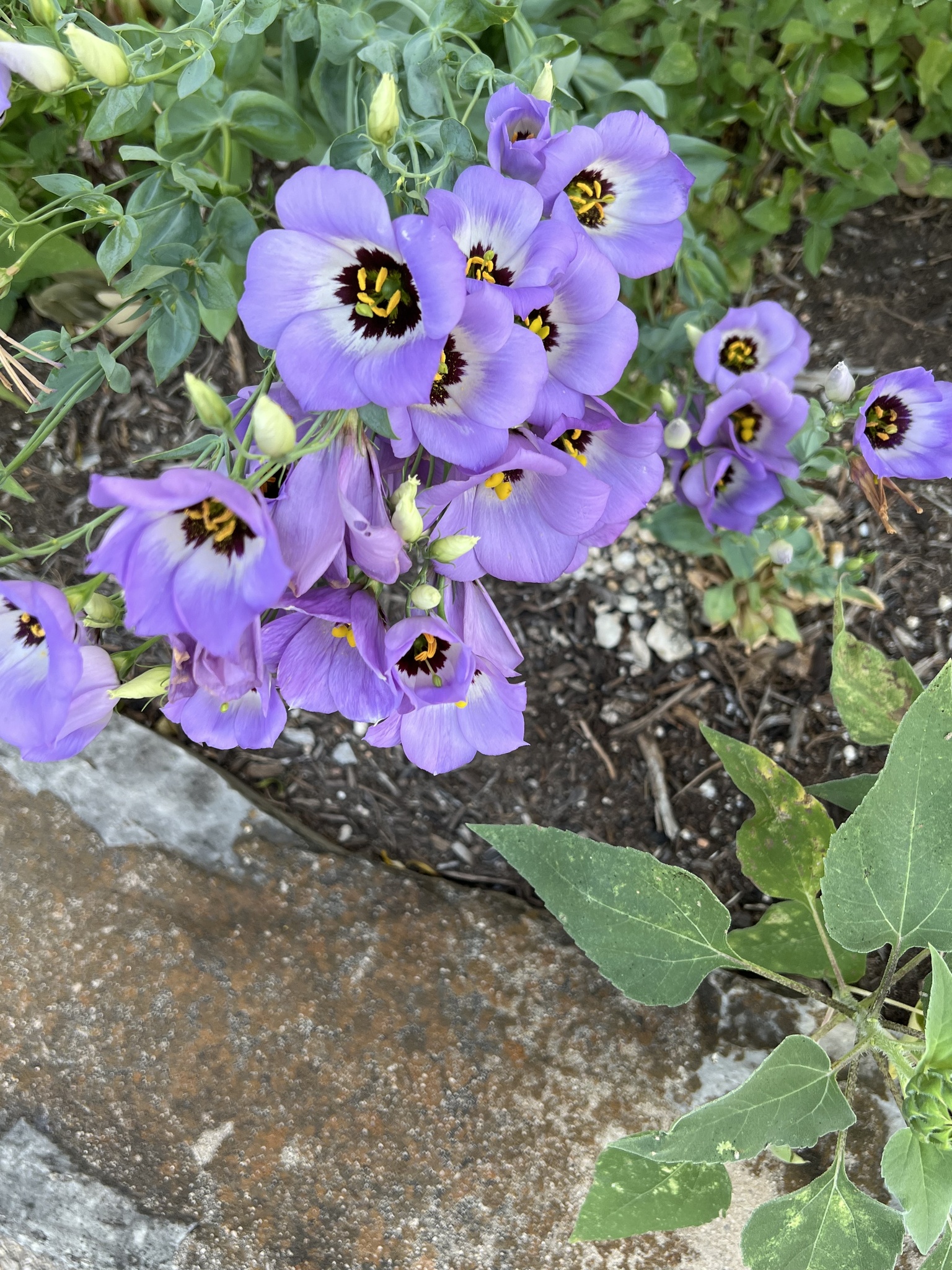 Imagem de Lisianthus