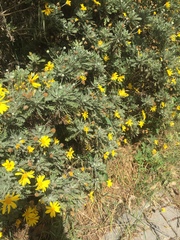 Euryops pectinatus