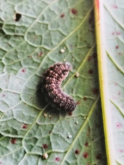 Charanyca trigrammica