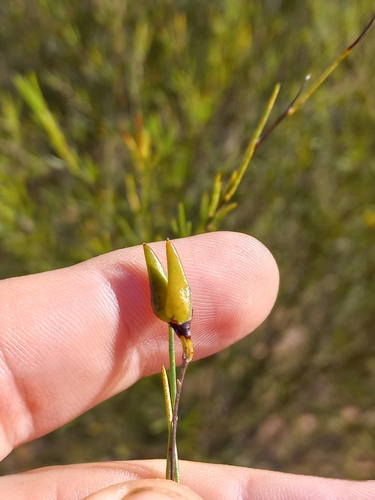 Aspalathus linearis, photograph 6