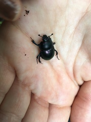 Trypocopris vernalis