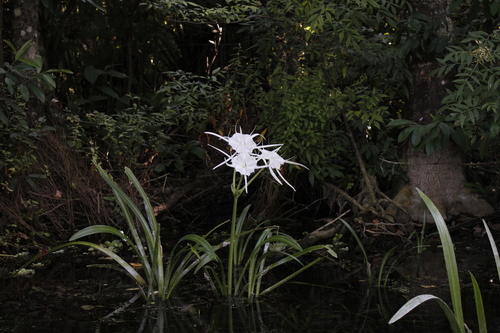 Hymenocallis rotata, photograph 3