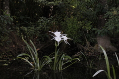 (c) Stella Fish, some rights reserved (CC BY) Hymenocallis rotata, photograph (c) Stella Fish, some rights reserved (CC BY)