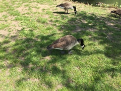 Branta canadensis