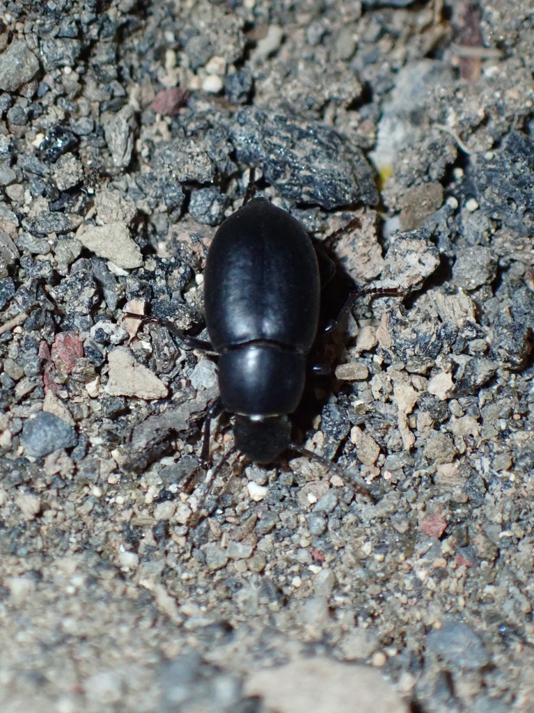 Hegeter lateralis
