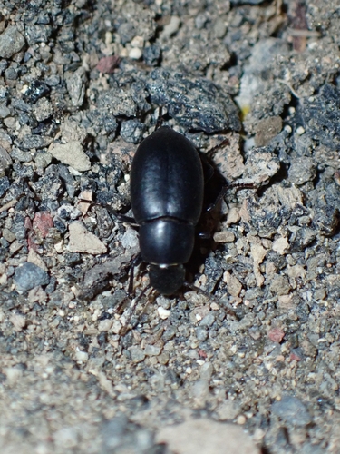 Hegeter lateralis