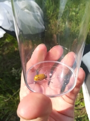 Lachnaia sexpunctata