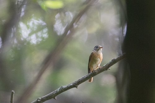 Ferruginous Flycatcher (Muscicapa ferruginea), photo 7