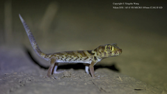 Przewalski's Wonder Gecko photo 5
