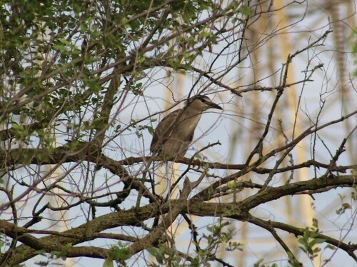 Black-crowned Night Heron photographed in Indiana