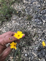 Thelesperma simplicifolium