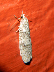 Semioscopis inornata