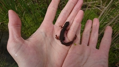 Lissotriton vulgaris