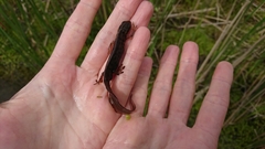 Lissotriton vulgaris