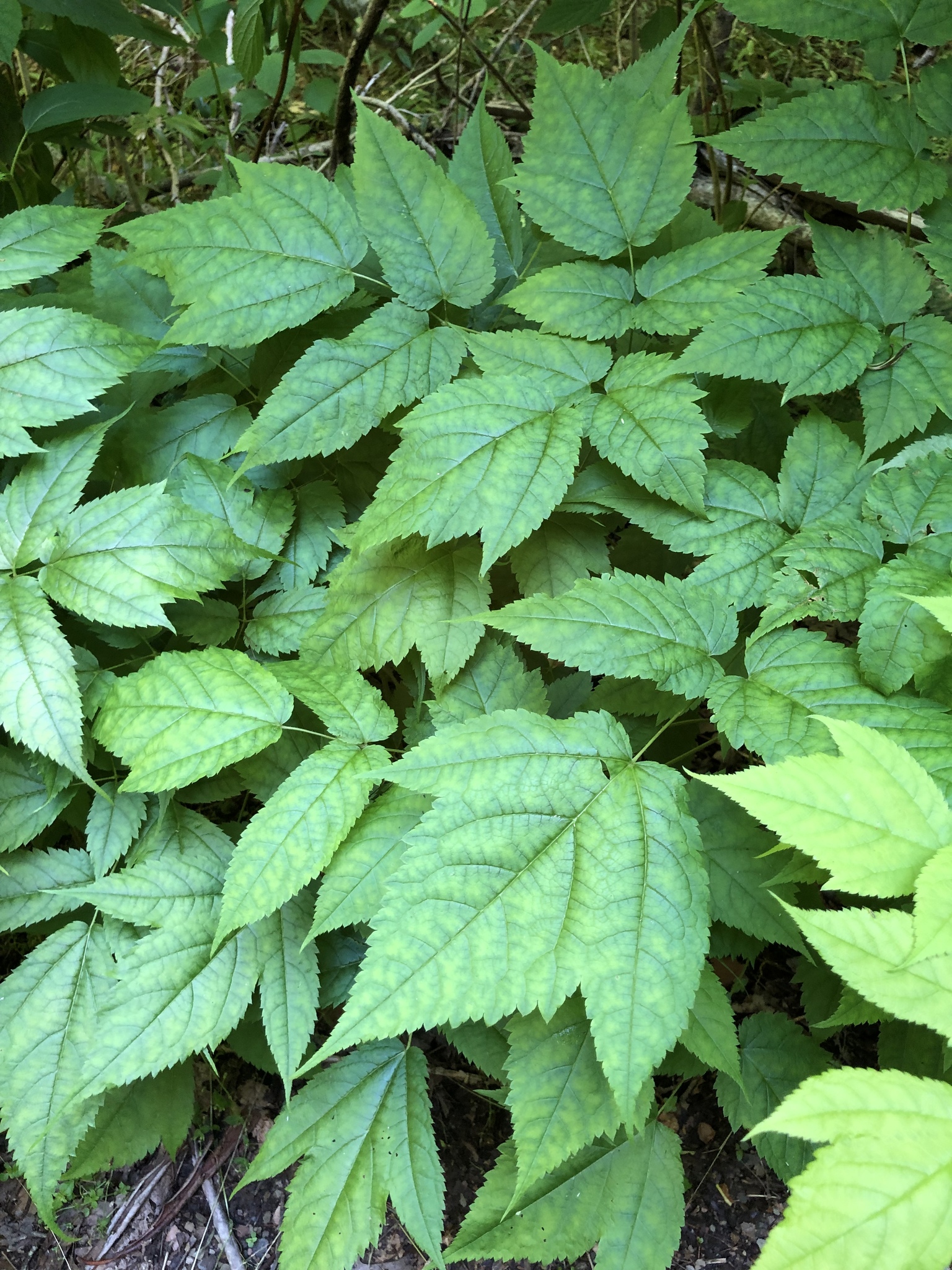 Astilbe biternata