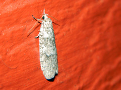 Semioscopis inornata
