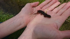 Lissotriton vulgaris