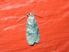 Semioscopis inornata