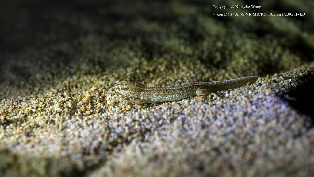 Przewalski's Pygmy Gecko