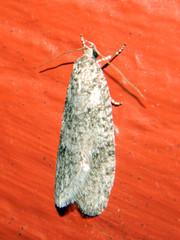 Semioscopis inornata
