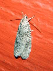 Semioscopis inornata