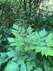 Astilbe biternata
