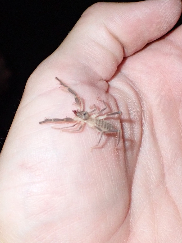 Eusimonia wunderlichi