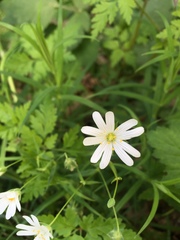Rabelera holostea
