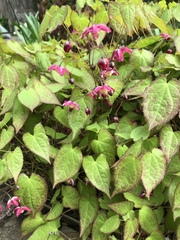 Epimedium × rubrum