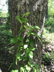 Toxicodendron radicans