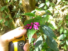 Spigelia